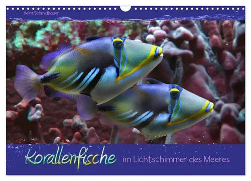 Korallenfische im Lichtschimmer des Meeres - Wandkalender 2026 - Kalender mit 12 emotionalen Tierporträts von Korallenfischen, hochwertig gedruckt auf lichtbeständigem Papier. Perfekt als Geschenk für Naturliebhaber und umweltbewusst produziert in Deutschland.
