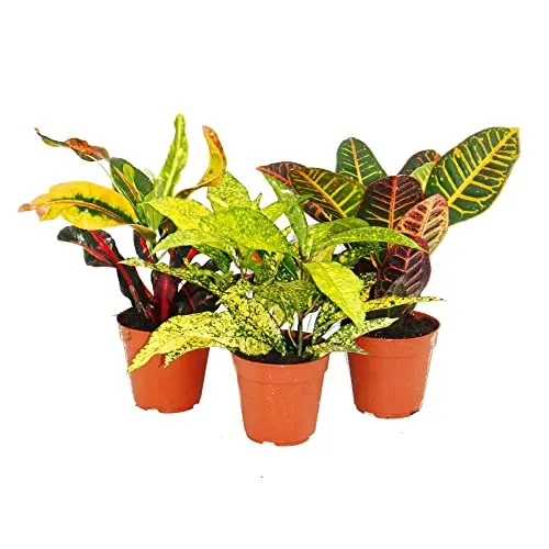 Exotenherz - Set aus 3 verschiedenen Codiaeum-Pflanzen, Wunderstrauch, 9cm