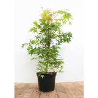 Acer palmatum 'Sangokaku' - Japanischer Ahorn, leuchtend rot, 40–50 cm - Blumen & Stauden – Japanischer Ahorn mit auffälliger Rinde und beeindruckender Herbstfärbung in leuchtenden Gelb- und Rottönen, ideal für Garten oder Kübel.