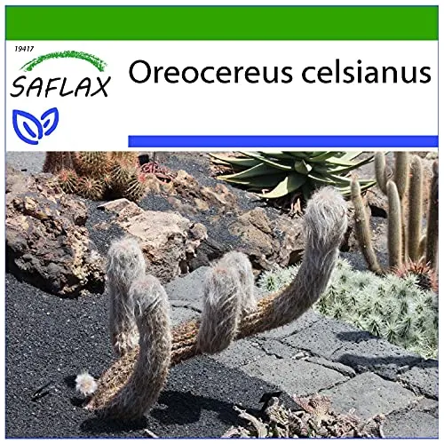 SAFLAX - Kakteen - Alter Mann der Anden - 40 Samen - Mit keimfreiem Anzuchtsubstrat - Oreocereus celsianus