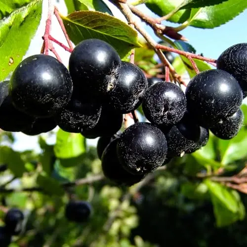 Aronia Nero 2L in schwarz von Baumschule Wedrowski