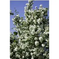Philadelphus Virginal Duftjasmin Weiß 150–175 cm - Sträucher mit duftenden, reinweißen Blüten von Juni bis Juli, pflegeleicht und winterhart, ideal für Hecken und zieht Bienen an.