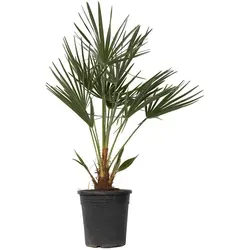 Plant in a Box Zwergpalme - Chamaerops Humilis 70-80cm - Garten-Zubehör: Pflegeleichte, winterharte Palme für Garten und Terrasse, ideal als Kübelpflanze mit kompakt wachsendem Wuchs.
