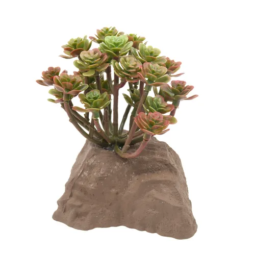 Lucky Reptile Steinpflanze von Lucky Reptile