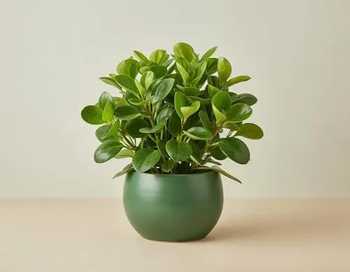 NatureHolic Peperomia obtusifolia