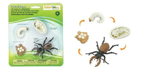 Safari Ltd 661416 Lebenszyklus Hirschkäfer Wissenschaft