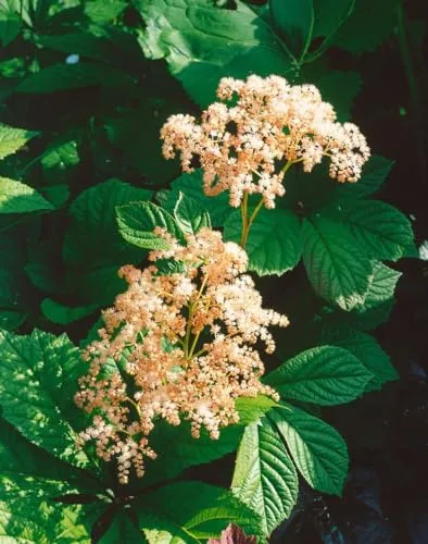 Rodgersia henrici 11x11 cm Topf – Winterhart, Mehrjährig, Pflegeleicht – Schaublatt – Staude für Schattenbeet & Gehölzrand
