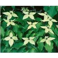 Cornus kousa Greensleeves – Japanischer Blumen-Hartriegel - Nutzpflanze mit weißen Blüten, ideal für sonnige bis halbschattige Standorte. Wuchsform aufrecht und ausladend, perfekt für deinen Garten.