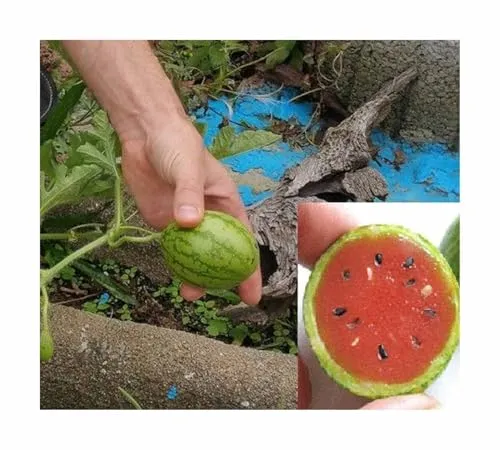 Stk - 15x Mini Melonen Rot Sugar Baby Obst Pflanzen - Samen A135 - Seeds & Plants Shop by Ipsa