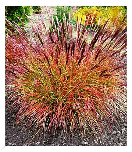 BALDUR Garten Chinaschilf 'Red Chief', 5 St., pflegeleichtes Ziergras