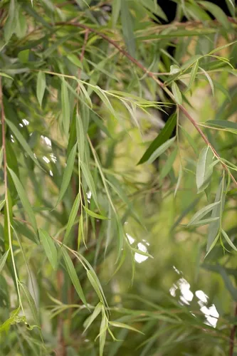 Produktbild Salix alba 'Tristis'