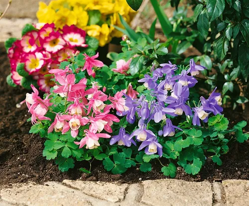 Aquilegia flabellata var.pumila 'Ministar', Akelei, blau-weiß, ca. 9x9 cm Topf