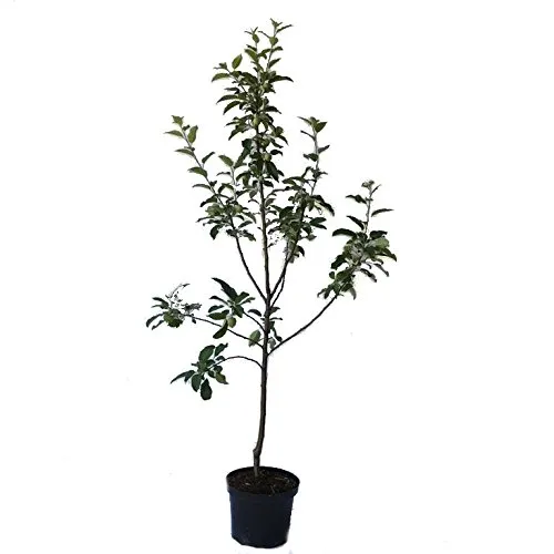 Weißer Winterglockenapfel Buschbaum 110-140 cm im 10 Liter Topf