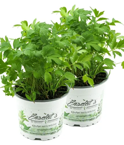 Frische 2er Set Liebstöckel Pflanze, Levisticum officinale