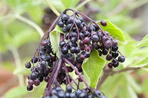 Sambucus Nigra Haschberg Holunder Schwarz 100–125 Cm - Beerensträucher: Pflegeleichter Schwarzer Holunder mit duftenden Blüten und vitaminreichen Beeren, ideal für Hecken und Wildgärten.