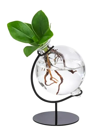 Dehner Waterplant Balsamapfel Victoria, Clusia major, Wasserpflanze im Kugelglas, mit Metallständer, 19 x 7.5 x 3.5 cm, Zimmerpflanze