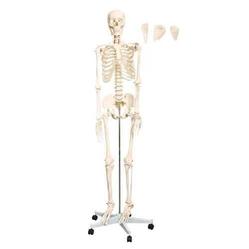 MedMod Anatomie Skelett 175 cm, menschliches Skelett aus PVC mit beweglichem Kiefer und abnehmbaren Teilen, für Schule, Studium und Anatomie-Training, inkl. Rollständer