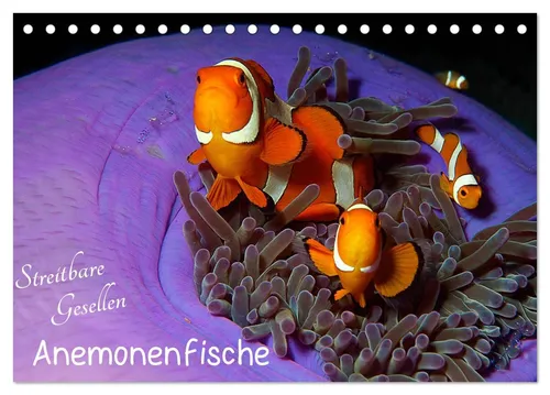 Anemonenfische - Streitbare Gesellen (Tischkalender 2026) - Kalender mit 12 atemberaubenden Bildern von Anemonenfischen, ideal für Naturfreunde und als Geschenk. Hochwertige Verarbeitung, Made in Germany, umweltbewusst produziert.
