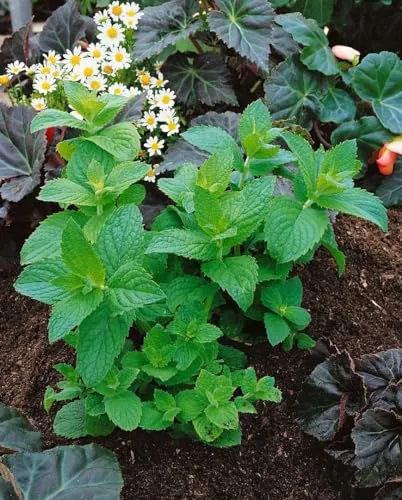 Mentha x piperita 'Mitcham' ca. 9x9 cm Topf - Pfefferminze, aromatische Blätter, ideal für Tee und Küche, bienenfreundlich, pflegeleicht