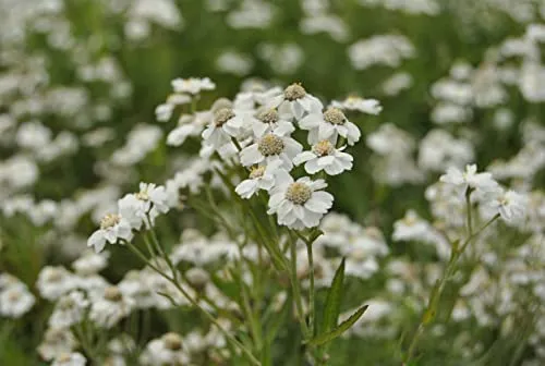 Sumpfschafgarbe Achillea ptarmica - Pflegeleichte Blütenpracht - Blumensamen & -pflanzen, weiße Blüten, die Bienen anziehen. Ideal für feuchte Standorte, winterhart bis -20 °C und perfekt für Anfänger.