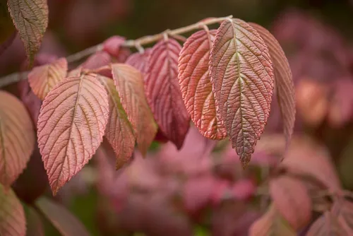 Japanischer Schneeball Viburnum plicatum 'Mariesii' – 1 St.