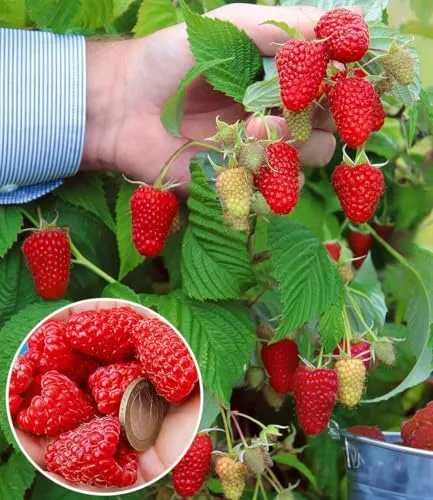 BALDUR-Garten Riesenhimbeere Primeberry® Autumn Happy® - Winterharte, pflegeleichte Himbeere im 2-Liter Containertopf, dornenlos und ertragreich. Ideal für sonnige bis halbschattige Standorte, große Früchte für den Genuss im eigenen Garten.