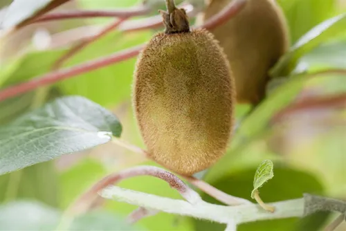 Pflanzen für Dich Kiwi Actinidia chinensis Hayward, 1 St.