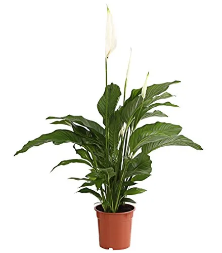 Dehner Air So Pure Einblatt Lauretta, ca. 70-80 cm