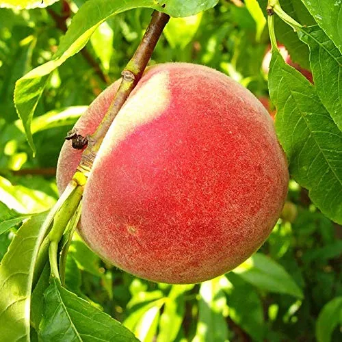 Pfirsichbaum Kernechter vom Vorgebirge - Historische Pfirsichsorte - Obstsamen & -pflanzen, sehr robust und ideal für raue Lagen, liefert saftig süße Pfirsiche und kommt im 9,5 Liter Topf. Versand mit Pflanzanleitung und Anwachsversprechen.