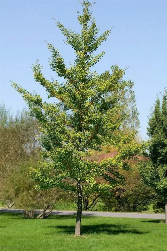 Ginkgo Biloba Fastigiata Fächerblattbaum 100–125 cm