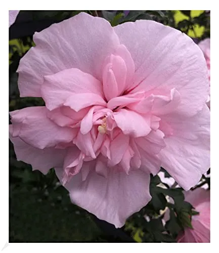 BALDUR Garten Gefüllter Hibiskus Chiffon pink, 1 Pflanze, Blüten essbar, Zierstrauch, bienenfreundlich, Hibiscus syriacus, winterhart, pflegeleicht, blühend