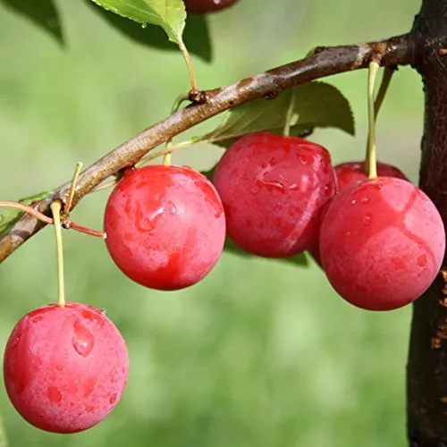 1a-plant Milanka Bunte Kirschpflaume Buschbaum in grün von Grüner Garten Shop