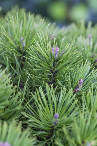 Pflanzen für Dich Konifere Pinus pumila Glauca, 1 St. – Blaugraue Zwergkiefer für Ihren Garten