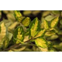 Elaeagnus Pungens Maculata - Zierstrauch mit goldgelbem Laub - Immergrüne Ölweide mit dekorativem, lederartigem Laub für lebendige Gartenakzente. Pflegeleicht und schnittverträglich, ideal für Hecken und Kübelpflanzen.