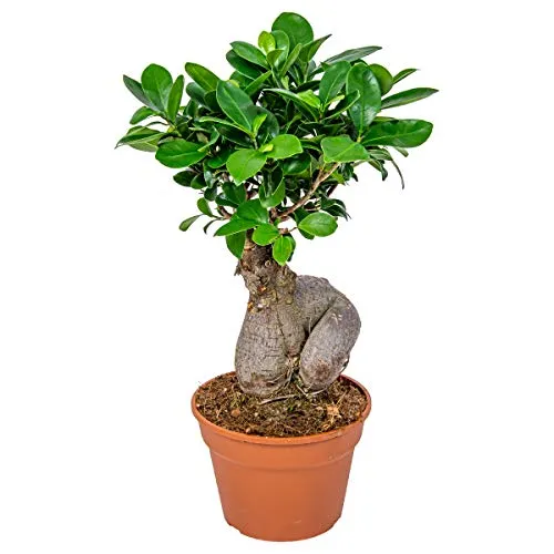 Bloomique - Ficus Ginseng - Bonsai Baum - Zimmerpflanzen - Pflegeleicht - Luftreinigend - Höhe 30-40 cm - Topf 17 cm