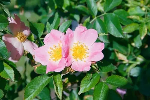 Rosa rubiginosa 60-100 cm – Winterhart, Mehrjährig, Pflegeleicht – Weinrose – Heckenpflanze für Garten & Sichtschutz