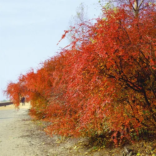 Cotoneaster acutifolius 125-150 cm - Vielseitiger Zierstrauch - Der Cotoneaster acutifolius begeistert mit zartrosafarbenen Blüten und leuchtend rotem Herbstlaub. Ideal als Heckenpflanze oder Solitär, pflegeleicht und robust für jeden Garten.
