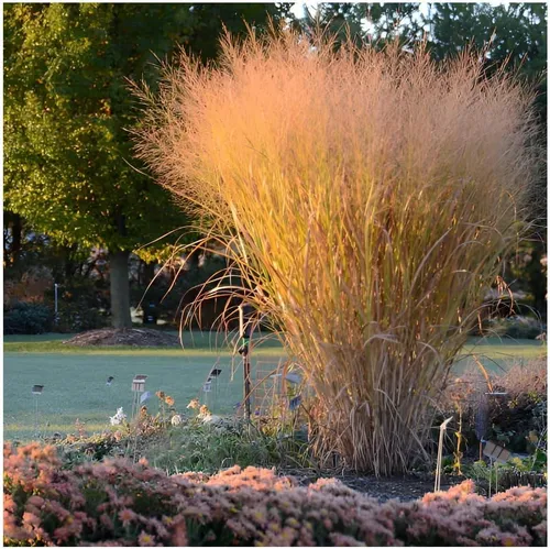 Stauden Gänge 5 x Panicum virgatum 'Thundercloud' im 1 Liter Topf