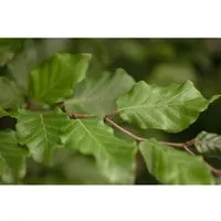 Fagus sylvatica 20-30 cm