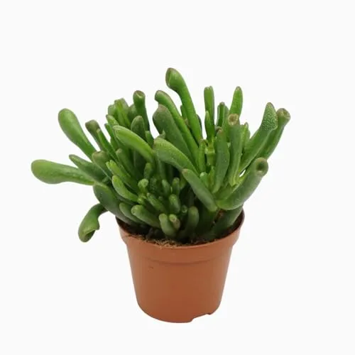 Pflanze Crassula Gollum - Zimmerpflanze im Topf (8-5 cm Durchmesser- 10 cm Höhe)