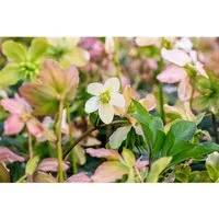 Helleborus Niger Praecox Christrose Ca. 11x11 cm Topf