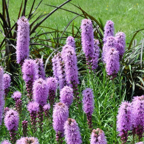 Liatris spicata Prachtscharte 24 Pflanzen Ø9cm Höhe 10-25cm Sommerblühende Deko