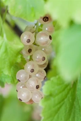 Ribes Rubrum Blanka - Weiße Johannisbeere 90 cm Stammhöhe - Die Weiße Johannisbeere 'Blanka' überzeugt mit hohen Erträgen und eleganter Optik. Ideal für Obst- und Ziergärten, bietet sie aromatische, cremeweiße Beeren und ist pflegeleicht.