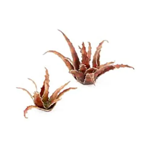Laserpflanzen - Rote Aloe