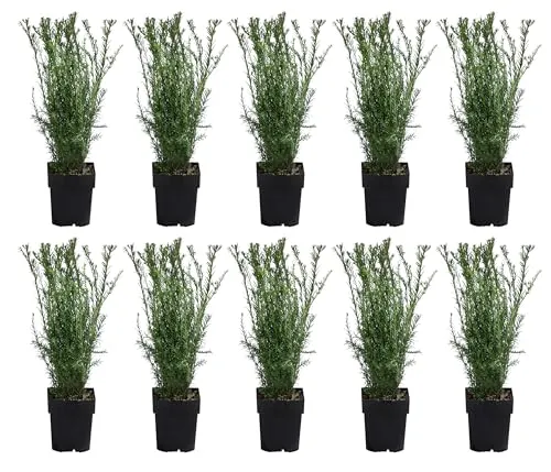 Dehner Becher-Eibe Groenland, Taxus x media, für 2-3 Meter Hecke, je ca. 50-60 cm exkl. Pflanztopf, 10 x 2 l Topf, Heckenpflanze