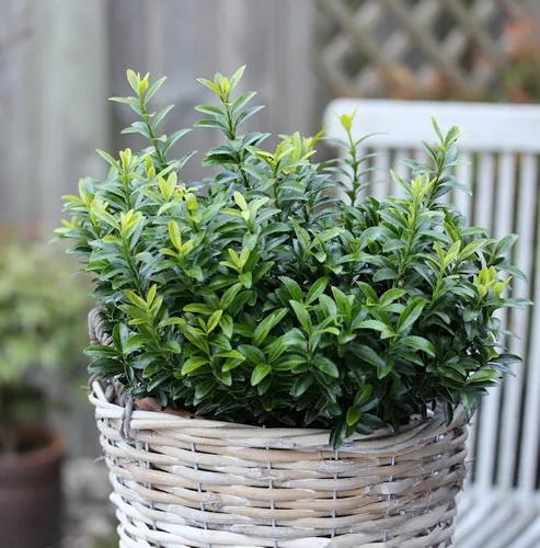 10x Japanischer Spindelstrauch Microphylla Aureovariegata 10-15cm - Euonymus