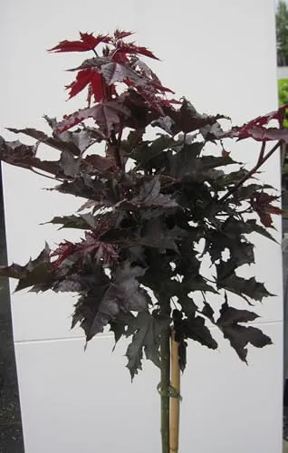 Hochstamm Spitzahorn Crimson Sentry von Baumschule