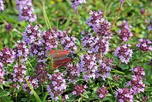 Feldthymian Thymus pulegioides 1000 Samen