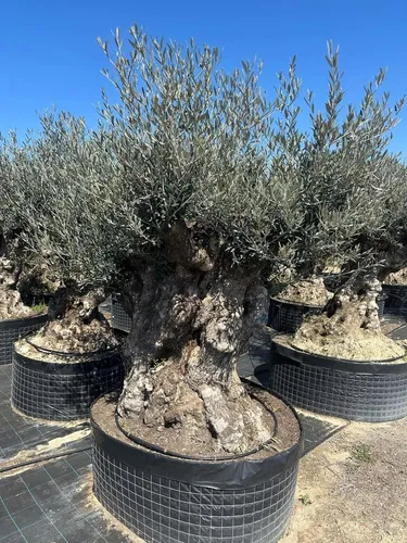 Olivenbaum XXL 200 Jahre Alter schöner knorriger Stamm Olea Europaea - Bonsai Olivenbaum – Ein beeindruckendes Unikat mit 250 cm Höhe, winterhart bis -12 °C, ideal für Garten und Terrasse, bringt mediterranen Flair in Ihr Zuhause.