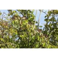 Cornus Sanguinea Roter Hartriegel 150–200 cm - Sträucher mit leuchtend roten Zweigen, ideal für winterliche Farbakzente und naturnahe Gärten. Pflegeleicht und bietet Lebensraum für Vögel und Insekten.